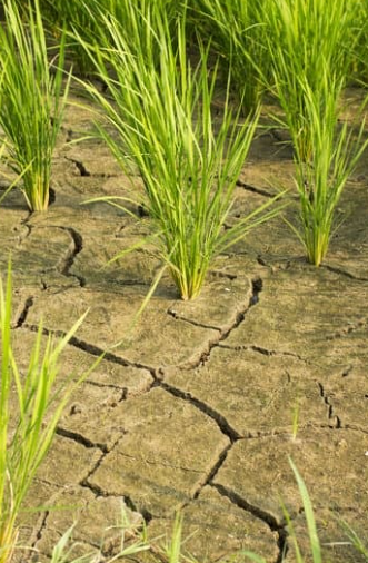 Drought and Water Shortages in climate change