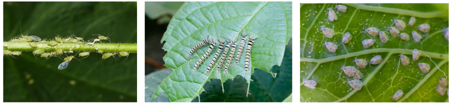 common pests in organic farms