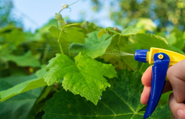 Sustainable Pest Management