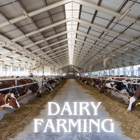 dairy farming