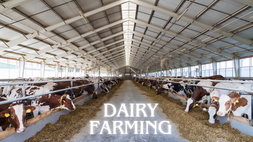 dairy farming