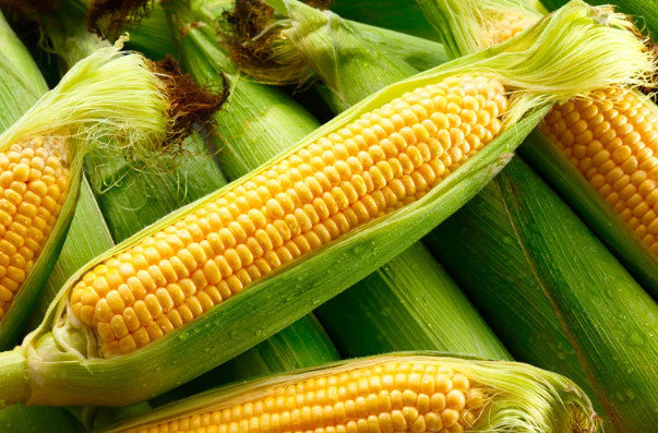 Sweet Corn
