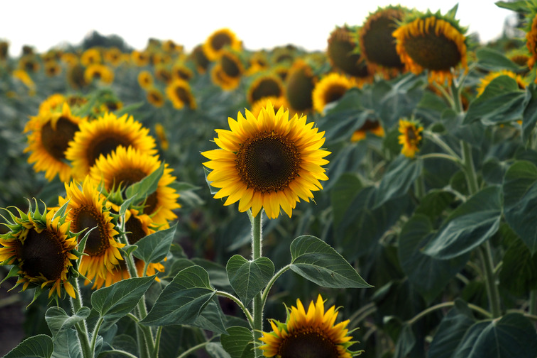 Sunflower