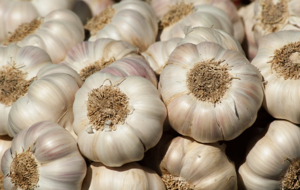 Garlic