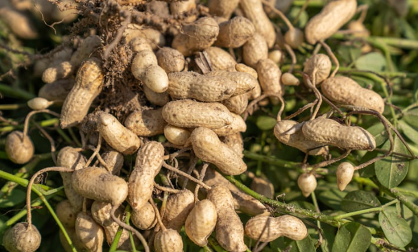 Groundnut (Peanut)